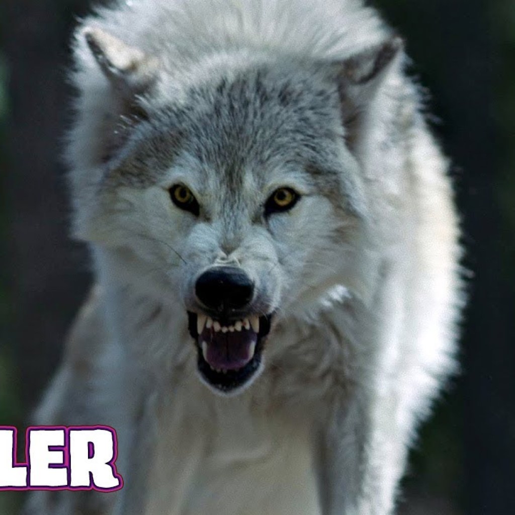 OUT COME THE WOLVES (2024) Official Trailer (HD) SURVIVAL HORROR OUT COME THE WOLVES (2024) Official Trailer (HD) SURVIVAL HORROR