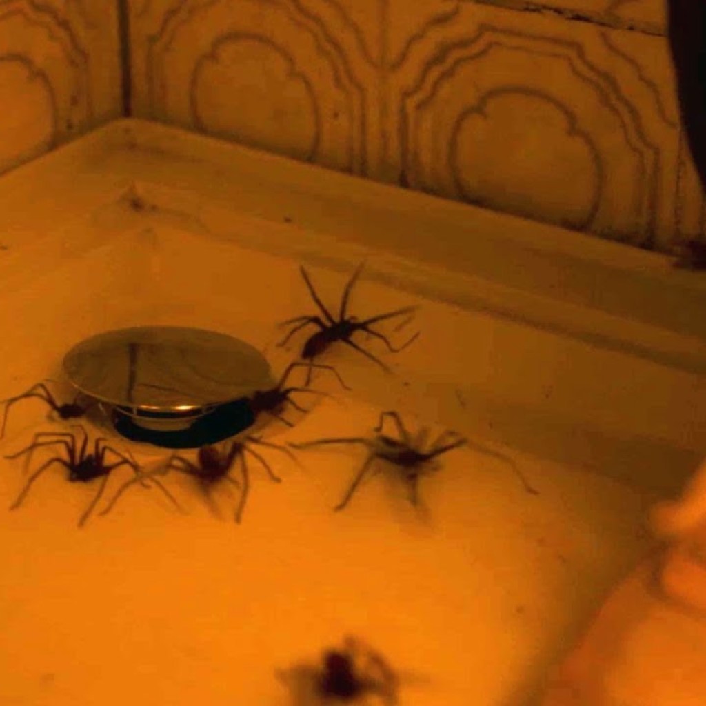 INFESTED (Vermin)(2024) CLIP “Drain Infestation” (HD) FRENCH SPIDER HORROR INFESTED (Vermin)(2024) CLIP “Drain Infestation” (HD) FRENCH SPIDER HORROR