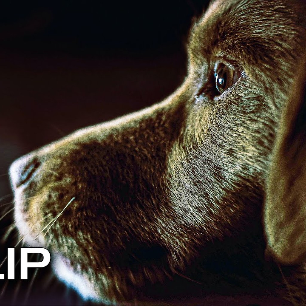 Something Has Arrived – GOOD BOY Clip (2025) Something Has Arrived – GOOD BOY Clip (2025)