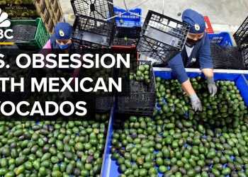 Why Mexico Beats The U.S. In Avocado Production Why Mexico Beats The U.S. In Avocado Production