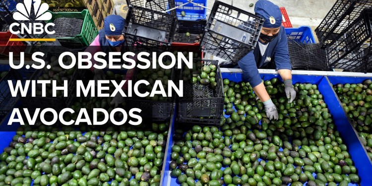 Why Mexico Beats The U.S. In Avocado Production Why Mexico Beats The U.S. In Avocado Production