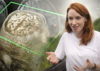 What If Pain Could Be Made Optional? | The Future With Hannah Fry What If Pain Could Be Made Optional? | The Future With Hannah Fry