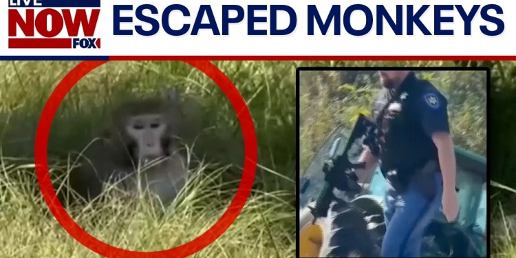 BREAKING: Lab monkeys on the loose in Mississippi BREAKING: Lab monkeys on the loose in Mississippi