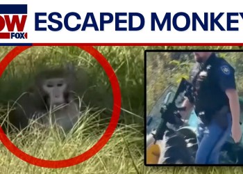 BREAKING: Lab monkeys on the loose in Mississippi BREAKING: Lab monkeys on the loose in Mississippi