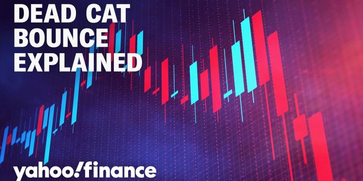 Stock rally: Is it a dead cat bounce? Stock rally: Is it a dead cat bounce?
