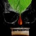 The Growing Toll of America’s Booming Kratom Industry The Growing Toll of America’s Booming Kratom Industry