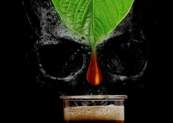 The Growing Toll of America’s Booming Kratom Industry The Growing Toll of America’s Booming Kratom Industry