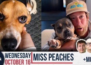 Dave Portnoy Adopts a Brother for Miss Peaches | Barstool Rundown | October 16th, 2024 Dave Portnoy Adopts a Brother for Miss Peaches | Barstool Rundown | October 16th, 2024
