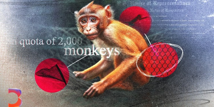 The Dirty Business of Monkey Laundering | Bloomberg Investigates The Dirty Business of Monkey Laundering | Bloomberg Investigates