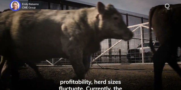 The US Cattle Cycle Is Evolving | Presented by CME Group The US Cattle Cycle Is Evolving | Presented by CME Group