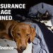 How to decide if you need pet insurance for your four-legged family member How to decide if you need pet insurance for your four-legged family member