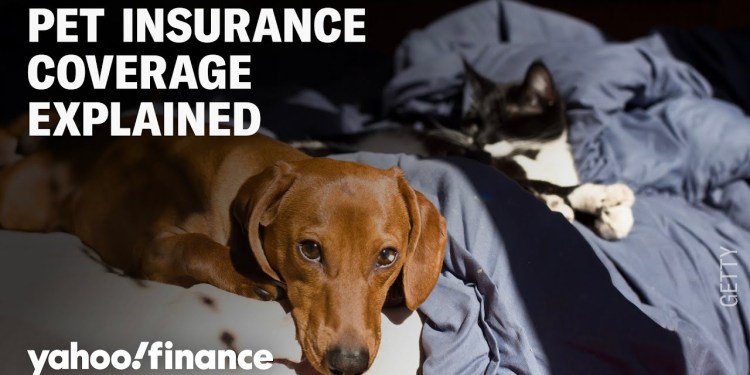 How to decide if you need pet insurance for your four-legged family member How to decide if you need pet insurance for your four-legged family member