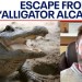 Forrest Galante: Escaping ‘Alligator Alcatraz’ harder than Alcatraz island Forrest Galante: Escaping ‘Alligator Alcatraz’ harder than Alcatraz island
