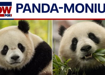 DC’s new giant pandas arrive in U.S. on way to National Zoo | LiveNOW from FOX DC’s new giant pandas arrive in U.S. on way to National Zoo | LiveNOW from FOX