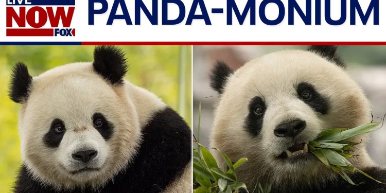 DC’s new giant pandas arrive in U.S. on way to National Zoo | LiveNOW from FOX DC’s new giant pandas arrive in U.S. on way to National Zoo | LiveNOW from FOX