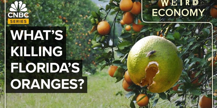 How Orange Juice Became More Expensive Than Ever How Orange Juice Became More Expensive Than Ever