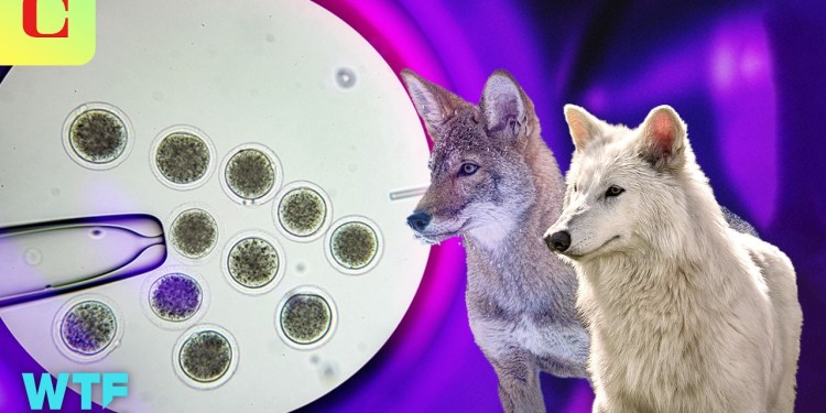 It’s Bigger Than “Dire Wolves” and “De-Extinction” It’s Bigger Than “Dire Wolves” and “De-Extinction”