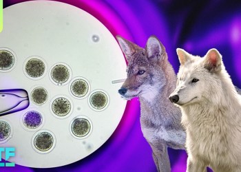 It’s Bigger Than “Dire Wolves” and “De-Extinction” It’s Bigger Than “Dire Wolves” and “De-Extinction”