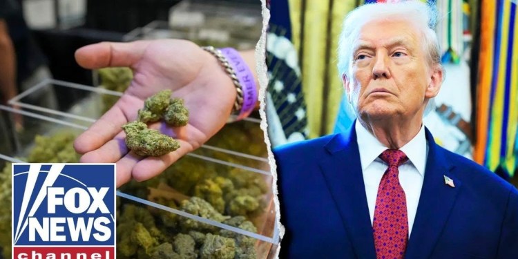 Marijuana reclassified after Trump signs executive order Marijuana reclassified after Trump signs executive order