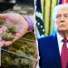 Marijuana reclassified after Trump signs executive order Marijuana reclassified after Trump signs executive order