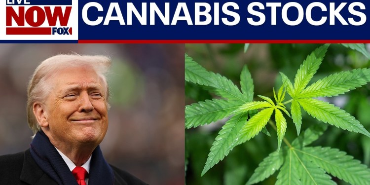 Cannabis stocks surge after reports that Trump may reclassify the drug this week Cannabis stocks surge after reports that Trump may reclassify the drug this week