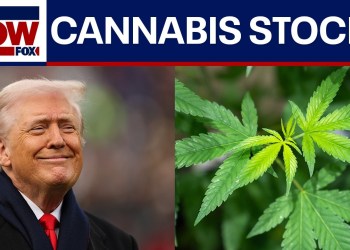 Cannabis stocks surge after reports that Trump may reclassify the drug this week Cannabis stocks surge after reports that Trump may reclassify the drug this week