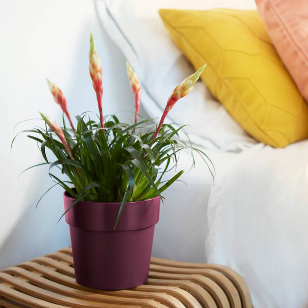 Blumentopf 6er-Set Maulbeere 16x15cm 2L – Bild 2