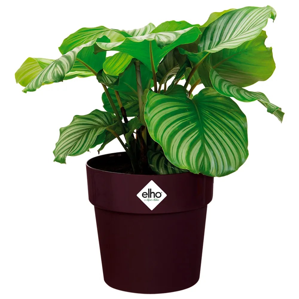Blumentopf Maulbeere 18x17cm 2,9L Blumentopf Maulbeere 18x17cm 2,9L
