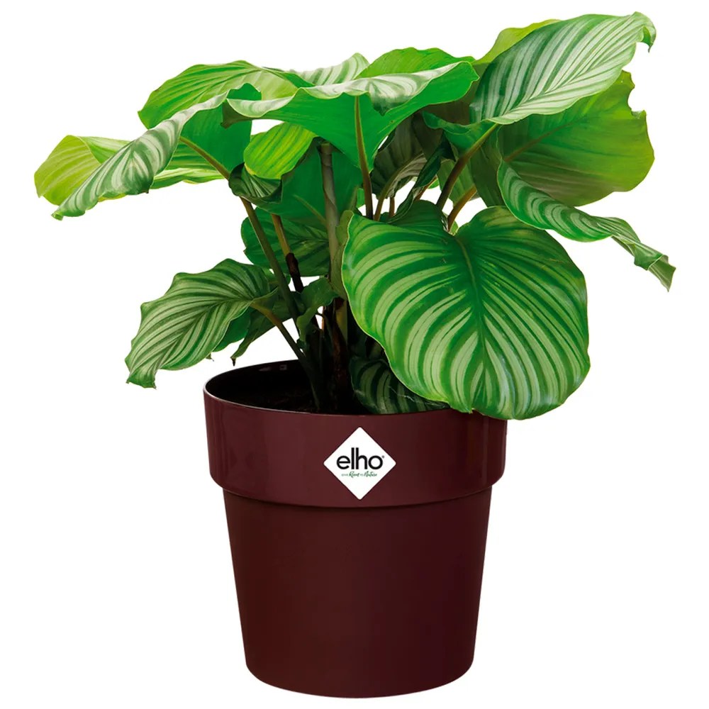 Blumentopf Maulbeere 30x27cm 13,3L Blumentopf Maulbeere 30x27cm 13,3L