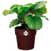 Blumentopf Maulbeere 30x27cm 13,3L Blumentopf Maulbeere 30x27cm 13,3L