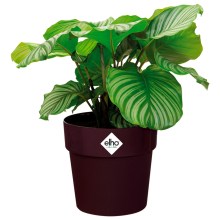 Blumentopf Maulbeere 16x15cm 2L Blumentopf Maulbeere 16x15cm 2L