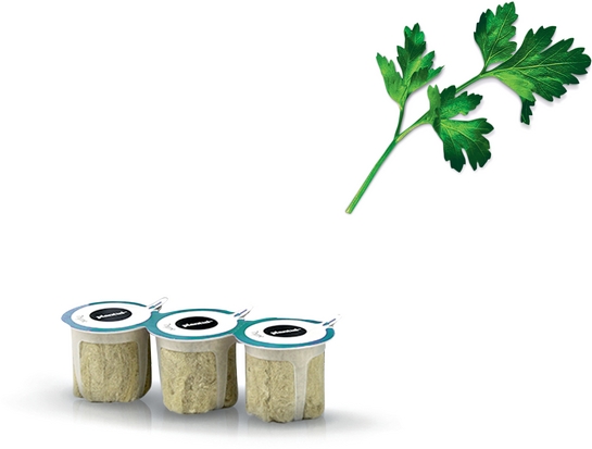 BOSCH Samenkapseln, Glatte Petersilie MSGZH007N BOSCH Samenkapseln, Glatte Petersilie MSGZH007N