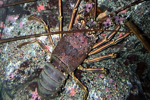 The One about Japan Coast Guard’s crackdown on poaching of clams and spiny lobster The One about Japan Coast Guard’s crackdown on poaching of clams and spiny lobster