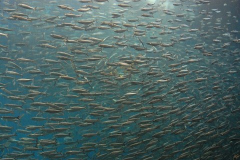 The One about fisherman surprised by the abundant catch of sardines The One about fisherman surprised by the abundant catch of sardines