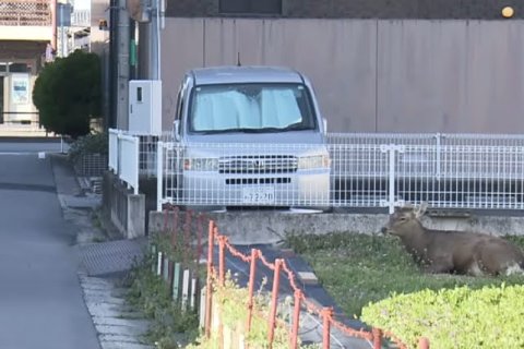 The One about Deer from Nara Park have suddenly appeared in Osaka! What is prompting deer to leave Nara? The One about Deer from Nara Park have suddenly appeared in Osaka! What is prompting deer to leave Nara?