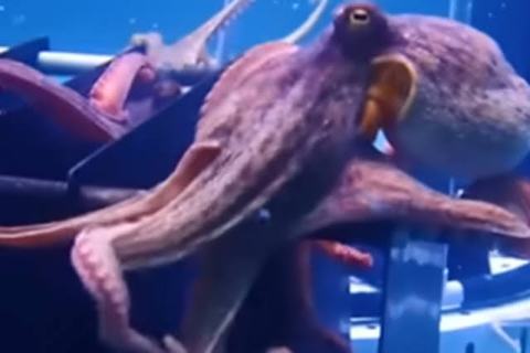 The One about Tokai University taking on the challenge of land-based farming of Octopus The One about Tokai University taking on the challenge of land-based farming of Octopus