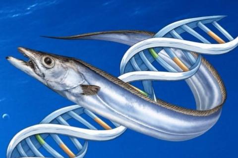 The One about Fish Biology teaching on what people should do after catching a fish and providing a scientifically correct answer The One about Fish Biology teaching on what people should do after catching a fish and providing a scientifically correct answer