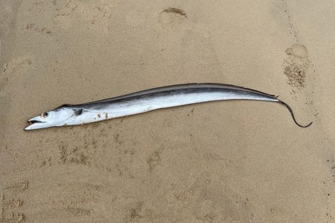 The One about the hairtail fish becoming scarce in Kumamoto The One about the hairtail fish becoming scarce in Kumamoto
