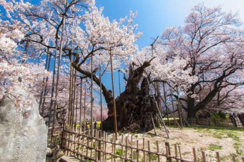 The One about Yamadaka Jindai Cherry Tree, one of Japan’s three greatest cherry trees and estimated to be 2000 years old, is in full bloom in Yamanashi Prefecture The One about Yamadaka Jindai Cherry Tree, one of Japan’s three greatest cherry trees and estimated to be 2000 years old, is in full bloom in Yamanashi Prefecture