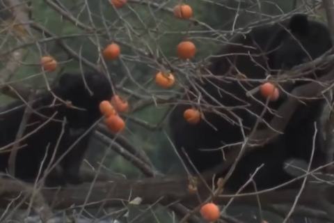 The One about a bear that appeared in the city of Koriyama traveled north to the embankment of the Ban’etsu Expressway. The One about a bear that appeared in the city of Koriyama traveled north to the embankment of the Ban’etsu Expressway.