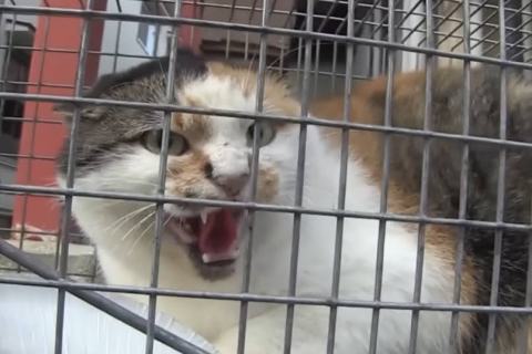 The One about pet dogs and cats that became feral after being abandoned due to the Fukushima nuclear power plant accident The One about pet dogs and cats that became feral after being abandoned due to the Fukushima nuclear power plant accident