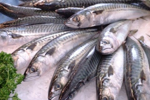 The One about AI being used on domestic aquaculture due to soaring prices of imported mackerel The One about AI being used on domestic aquaculture due to soaring prices of imported mackerel