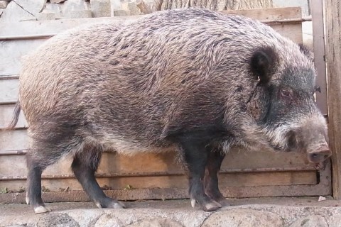 The One about the wild boars not native to Nushima island with a population of 300 are growing rapidly The One about the wild boars not native to Nushima island with a population of 300 are growing rapidly