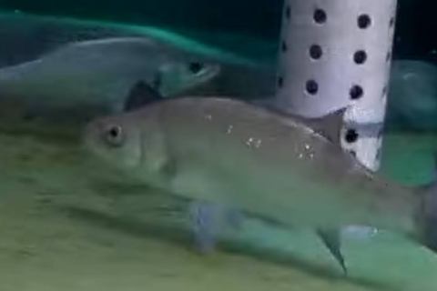 The One about a phantom high-grade fish in Takashima, Nagasaki City The One about a phantom high-grade fish in Takashima, Nagasaki City