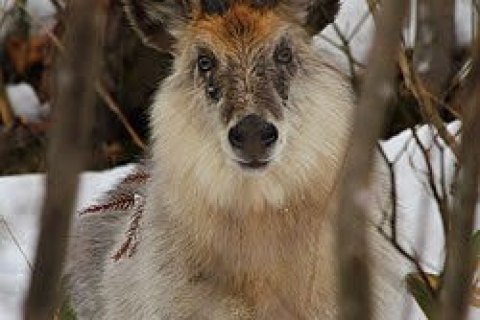 The One about a Japanese serow. Footage shows it running on Nagoya University campus; police search but no sign found, warning issued. The One about a Japanese serow. Footage shows it running on Nagoya University campus; police search but no sign found, warning issued.