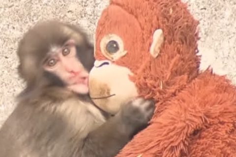 The One about a Zoo Director angered by “Punch-kun scam” – zookeeper impersonates staff member to solicit donations, taking advantage of the animal’s popularity The One about a Zoo Director angered by “Punch-kun scam” – zookeeper impersonates staff member to solicit donations, taking advantage of the animal’s popularity