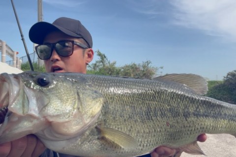 The One about Dream Fishing Group “Muttsurugumi” catching a 50cm+ bass with a deps Barbute The One about Dream Fishing Group “Muttsurugumi” catching a 50cm+ bass with a deps Barbute