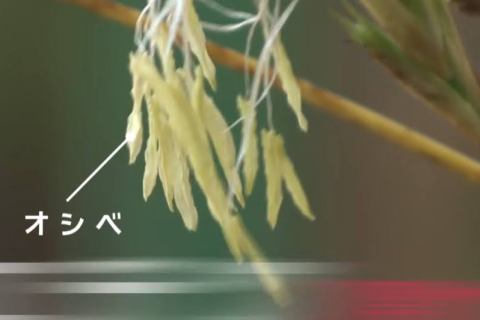 The One about a flower that blooms once every 120 years has bloomed in Japan The One about a flower that blooms once every 120 years has bloomed in Japan