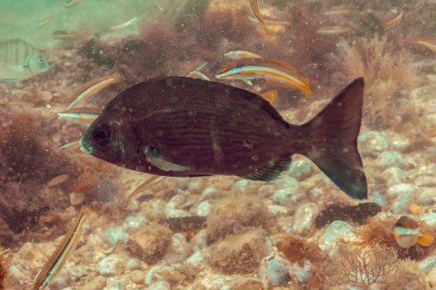 The One about a school of black sea bream showing up in Tokyo’s Kanda River The One about a school of black sea bream showing up in Tokyo’s Kanda River