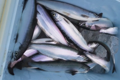 Fishing for “Shikotsu Lake Chips” opens on June 1st in Lake Shikotsu, Hokkaido. Kyukamura Shikotsu Lake is offering a buffet plan that includes grilled Shikotsu Lake Chips (kokanee salmon). Fishing for “Shikotsu Lake Chips” opens on June 1st in Lake Shikotsu, Hokkaido. Kyukamura Shikotsu Lake is offering a buffet plan that includes grilled Shikotsu Lake Chips (kokanee salmon).